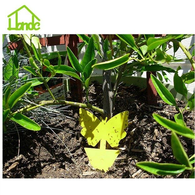 Fruit Fly Traps For Indoors Plants