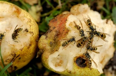 Hvordan identifisere og bli kvitt gule jakker